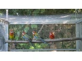 rozela-pestra-small-0
