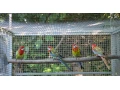 rozela-pestra-small-2