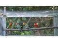 rozela-pestra-small-1
