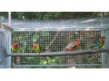 rozela-pestra-small-4