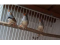 zebricky-penguin-small-1
