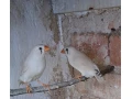 zebricky-penguin-small-2