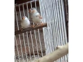 zebricky-penguin-small-0