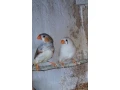 zebricky-penguin-small-3