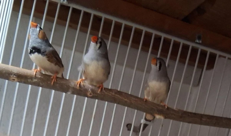 zebricky-penguin-big-1