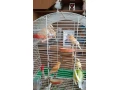 predam-small-0