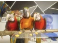 ara-ararauna-ara-harlekyn-small-0