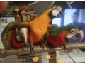 ara-ararauna-ara-harlekyn-small-2