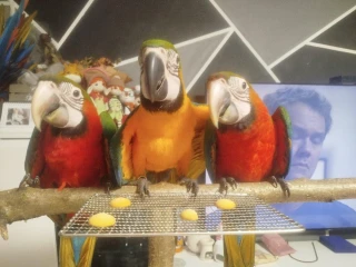 ara-ararauna-ara-harlekyn