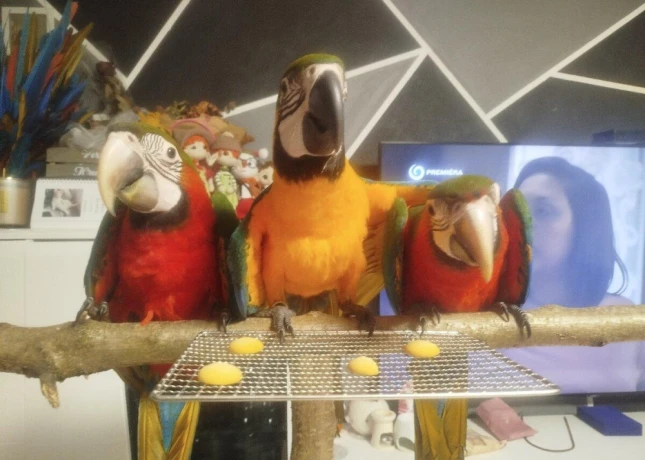 ara-ararauna-ara-harlekyn-big-1