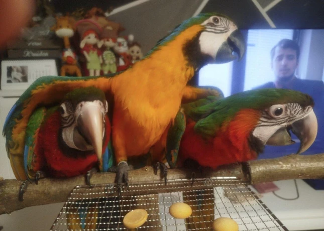 ara-ararauna-ara-harlekyn-big-2