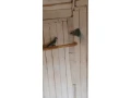mnich-sedy-small-1