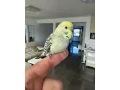 andulka-maznacik-small-0