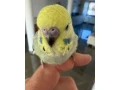 andulka-maznacik-small-3