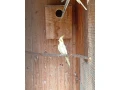 predam-small-2