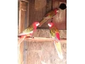 rozely-pestre-par-small-2