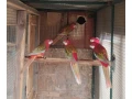 rozely-pestre-par-small-3