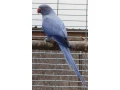 alexander-maly-small-1