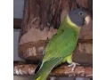 alexander-cervenohlavy-small-0