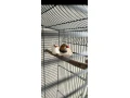 elegantna-retro-klietka-zebricky-4ks-small-2