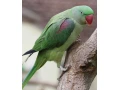 alexander-velky-small-0