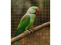 alexander-velky-small-1