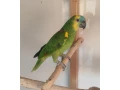 amazonan-modrocely-small-2