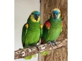 amazonan-modrocely-small-0