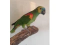 amazonan-modrocely-small-1