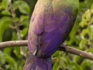 turako