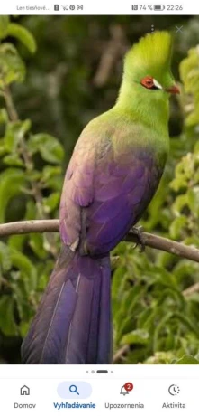 turako-big-0
