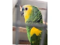 amazonan-modrocely-small-2