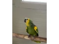 amazonan-modrocely-small-0