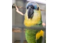 amazonan-modrocely-small-1
