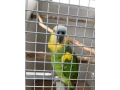 amazonan-modrocely-small-3