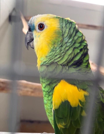 amazonan-modrocely-big-2