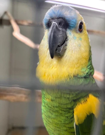 amazonan-modrocely-big-1