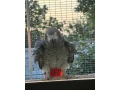 zako-kongo-small-1