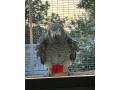 zako-kongo-small-0