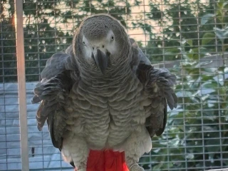 zako-kongo