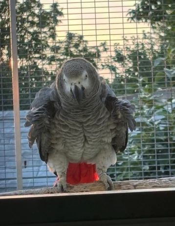 zako-kongo-big-0