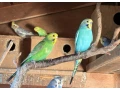 korely-andulky-predaj-small-2