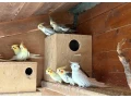 korely-andulky-predaj-small-1