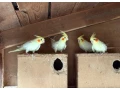 korely-andulky-predaj-small-0