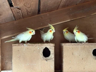 korely-andulky-predaj