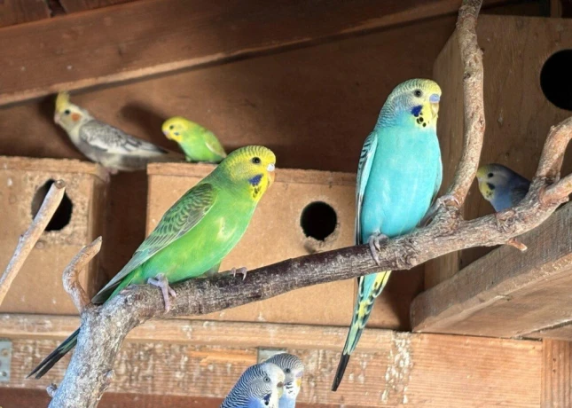 korely-andulky-predaj-big-2