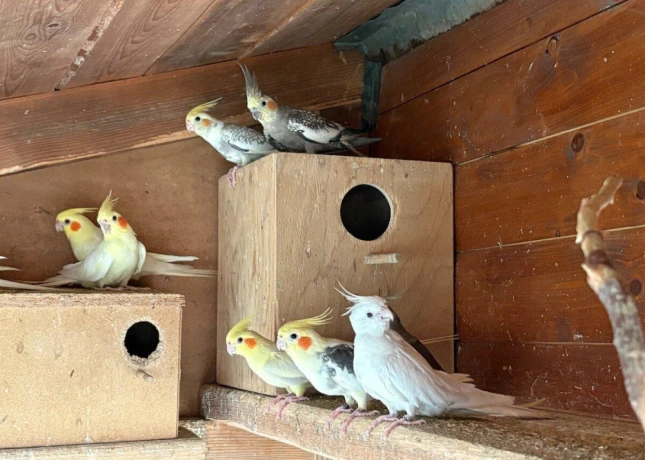 korely-andulky-predaj-big-1