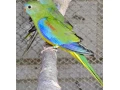 neofema-tyrkysova-traviar-tyrkysovy-neophema-pulchella-small-0
