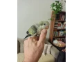 predam-mnich-sedy-small-3