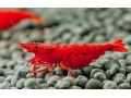 neocaridina-bloody-mary-small-0